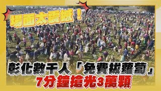 【點新聞】場面太震撼！彰化芬園數千人「免費拔蘿蔔」　7分鐘搶光3萬顆