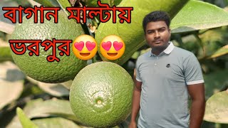 বাগানে মাল্টার বাম্পার ফলনের আশা। বারি ১ মাল্টা