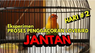 GACOR EKSPERIMEN - Proses Penggacoran Lovebird Jantan Dalam 7 Hari HARI #2