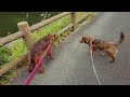 【重大発表】何があっても我が家の猟犬たちの序列を崩すことは絶対にしません。