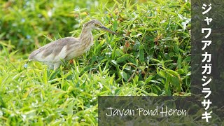 Javan Pond Heron ジャワアカガシラサギ 【野鳥撮影/野鳥動画】