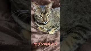 猫に朝の挨拶してみた