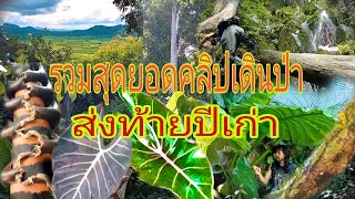 รวมคลิปเด็ดส่งท้ายปีเก่า ต้อนรับปีใหม่ ขอขอบคุณทุกๆท่านที่ติดตามและรับชม /บ่าว   ชาวดง ดึกดำบรรพ์