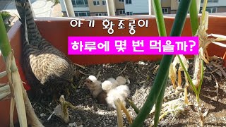 EP.031 황조롱이 kestrel :: 아기 황조롱이 하루에 몇번 먹을까? How many times a baby kestrel eats a day?