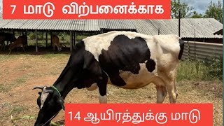 7 மாடு விற்பனைக்காக #radhakrishnanfarms ||14 ஆயிரத்துக்கு மாடு #radhakrishnanfarms