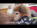 【18歳と15歳老犬カニンヘンダックスvlog】１８歳、夜間の下血から２日目のソラの様子　頑張れソラ