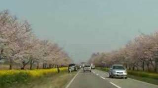 桜と菜の花ロード（大潟村）