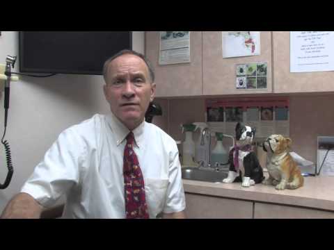 How to Get Rid of Dog Scabies How to Get Rid of Dog Scabies