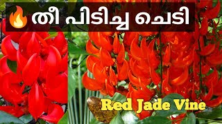 തീ ജ്വാല പോലെ പൂക്കുന്ന അടിപൊളി Jade Vine വേണോ | sale video| Red Jadevine Flowers