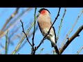 bullfinch 2 アカウソ雄