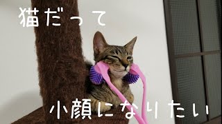 【小顔】猫用コロコロローラー