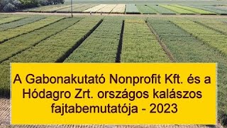 A Gabonakutató Nonprofit Kft. És a Hódagro Zrt. országos kalászos fajtabemutatója – 2023