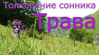 Трава - толкование сонника