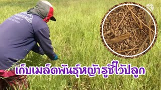 เก็บเกี่ยวเมล็ดพันธุ์หญ้ารูซี่ไว้ปลูก|วริศฟาร์มep.29