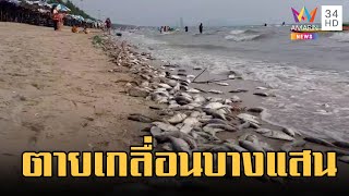 ปลาตายเกลื่อนเต็มชายหาดบางแสน | ข่าวเที่ยงอมรินทร์ | 12 มี.ค.66