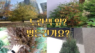 측백나무 안에 누런색잎은 뭔가요?｜ 상록수에 노란잎(황엽)의 증상 구분하기 ｜  상록수와 낙엽수의 차이점🍃🍂