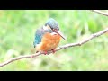 残堀川のカワセミ　2024.02.17　mvi_7738他 kingfisher