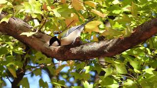 #シジュウガラ#メジロ#ヒヨドリ＃Parus minor♯四十雀＃Zosterops japonicus＃目白＃Hypsipetes amaurotis＃白頭鳥