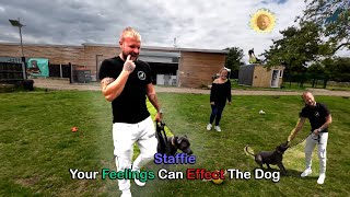 Staffie - How Your feelings Can Effect The Dog - Professional Dog Trainer