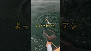 アジングミラクル3連発　#釣り #fishing #アジング #サップフィッシング #sup #釣り好きな人と繋がりたい #supfishing #shorts