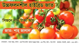 F1 Tomato Seed ভালো ফলন পেতে টমেটো উন্নত চাষ পদ্ধতি ।। উচ্চফলনশীল হাইব্রিড টমেটো জাত ।।  শাহ্ জালাল