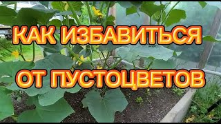 ЧТО ДЕЛАТЬ ЕСЛИ ОГУРЦЫ НЕ ЗАВЯЗЫВАЮТСЯ. ОГУРЦОВ БУДЕТ ОЧЕНЬ МНОГО. СЕЗОН 2021.