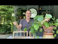 cool ways to propagate pilea peperomioides