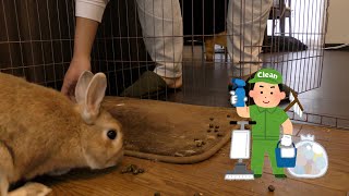 人に掃除をさせるうさぎ / A rabbit lets me clean (vol.397)