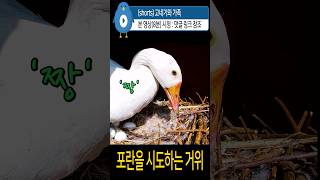 포란을 시도하는 #거위 '짱' #goose