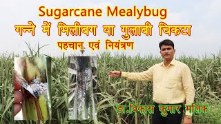 गन्ने में मिलीबग # पहचान एवं नियंत्रण #Sugarcane #Mealybug # खतरनाक कीट # dr. vikas kumar malik