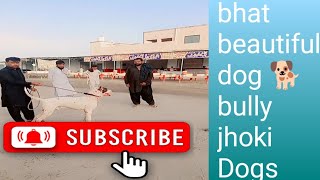 IMPORTED PAKISTANI BULLY KUTTA 🐶. ❤️ best bully Dogs AP hamary channel ko subscribe kry please