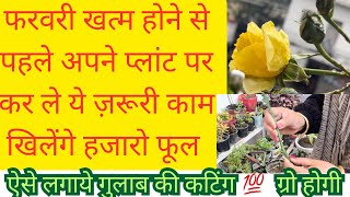 फरवरी मे लगाये गुलाब की कटिंग 💯% होगी ग्रो / how to care rose plant in February/propagate rose plant