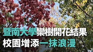 暨南大學欒樹開花結果 校園增添一抹浪漫【央廣新聞】