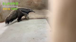 【東山動植物園公式】オオアリクイ の赤ちゃんの鳴き声《 オオアリクイ  アリクイ 》