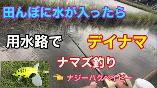 田んぼに水が入ったら用水路でデイナマ ナマズ釣り catfish ナジーバグ