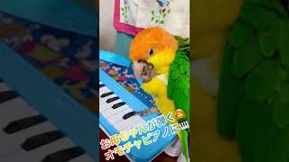 シロハラインコの華ちゃん🐥（ピアノ🎹ひまわり🌻Amazon📦舞台💃）