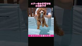 いかにも泳げそうな子犬 #キャバプー #ミックス犬 #犬のいる暮らし #プール