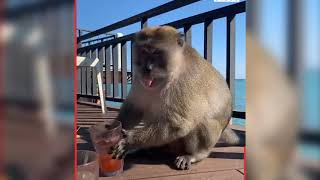 Monkey Funny Videos বাদরের বাদরামী