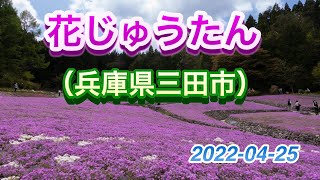 芝桜・花のじゅうたん（兵庫県三田市）