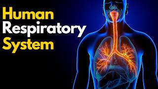 Human Respiratory System Explained | How our lungs work | Human Body 3D animation #education