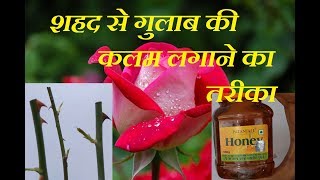7 दिन मे शहद से गुलाब की कलम लगाएं How to grow rose stem cutting Kaise Lagaye Gulab Ki Kalam 7 दिन मे शहद से गुलाब की कलम लगाएं How to grow rose stem cutting Kaise Lagaye Gulab Ki Kalam