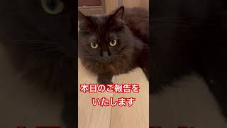 本日のご報告をいたします#cat #保護猫 #黒猫