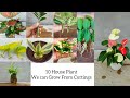 10 indoor plant that we can grow easily