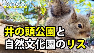 【井の頭公園】都民憩いのオアシスにてリスに癒される【自然文化園】