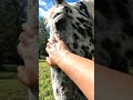 トップスのペロペロ攻撃【馬を飼う】【ペット】