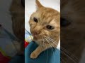 毎日チュール34 shorts cat チュール catlover チュール大好き cats kitten ちゅーる cute ちゅーるの動画 ねこ