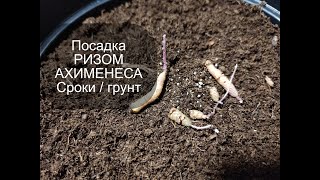 Посадка ризом ахименесов / Выбор грунта /Нюансы посадки