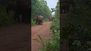 elephant attack । elephant #elephant #animal #africanelephant #elephantattack #wildelephant #nature