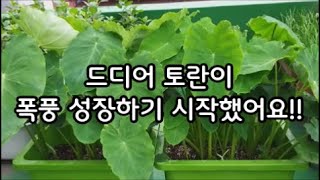 #39 [옥상텃밭] 드디어 토란이 폭풍 성장하기 시작했어요!! / 텃밭 상자에 토란 키우기 / 토란 종근 심기