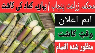 Spring Sugarcane Cultivation in Pakistan in 2021 | kamad ki kasht in 2021 | Sugarcane Farm